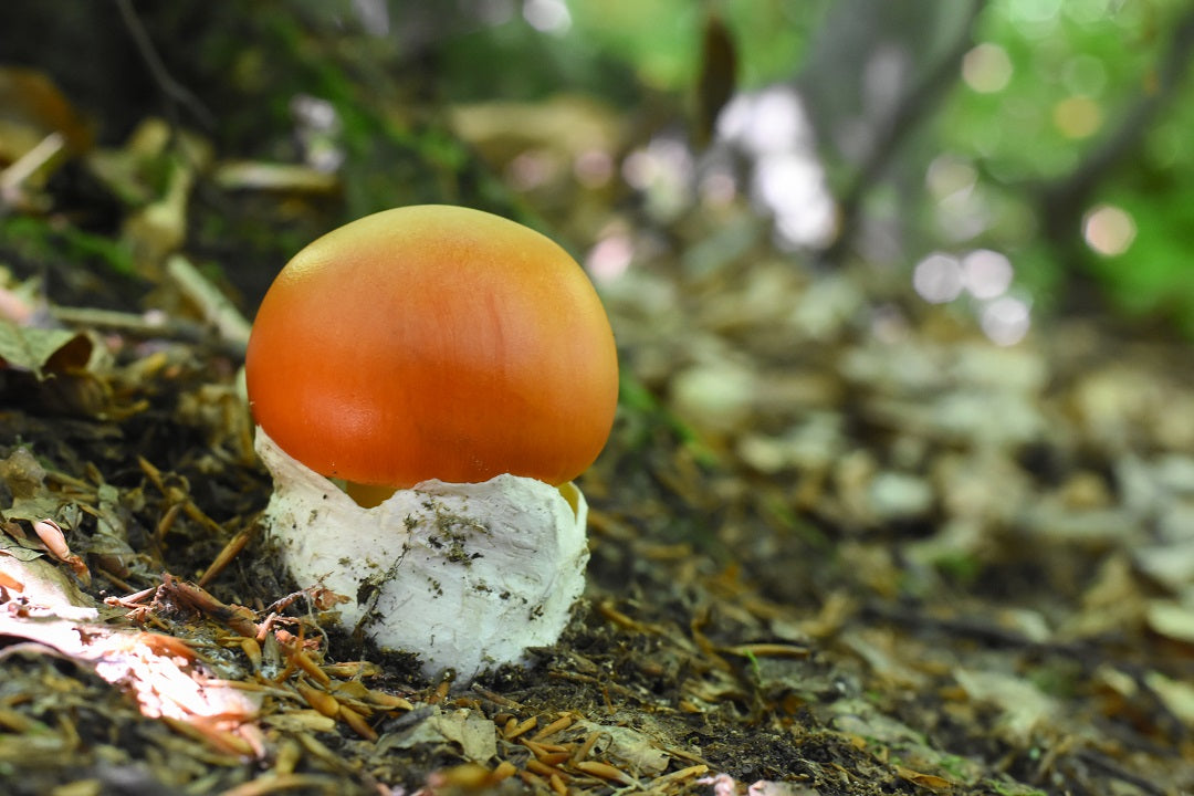 Amanita Caesarea: la seta más deseada