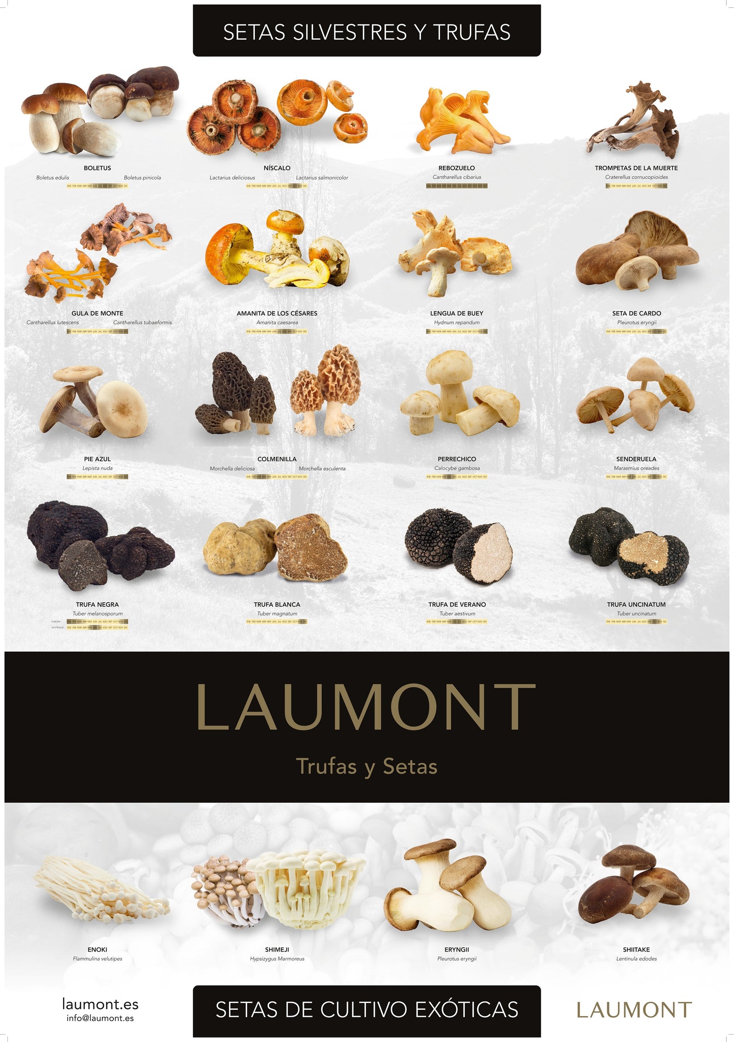 Poster de Setas y Trufas (70cm x 100cm)